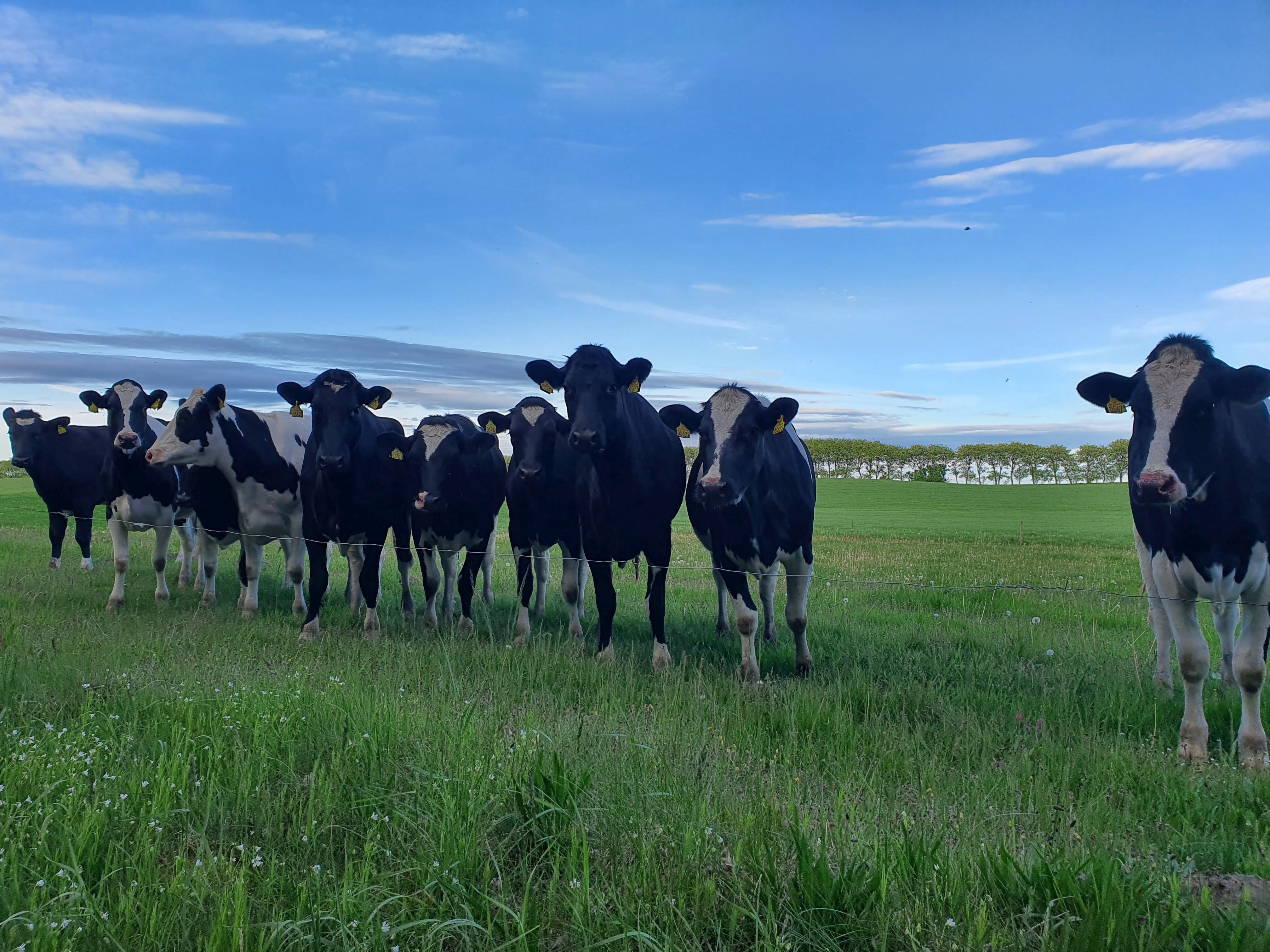 Debatten om kunstige metanhemmere har blitt en test på hvordan vi håndterer kunnskap i et informasjonsmiljø der frykt sprer seg raskere enn dokumentasjon.