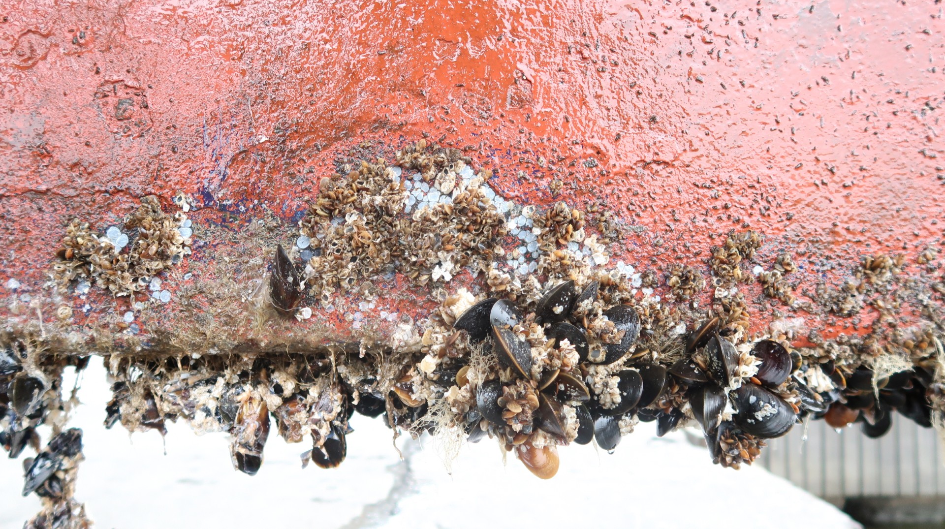 Biofouling on ship hulls adds to overall shipping emissions. The Clean Hull Initiative is aiming to change that. 
